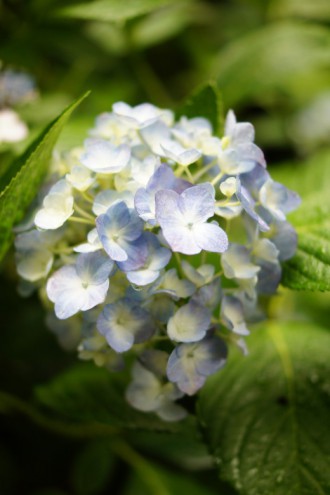 アジサイの花・青・薄紫20