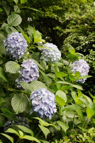 アジサイの花・青・薄紫19