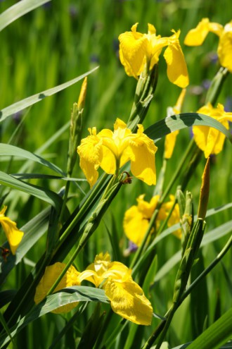 カキツバタの花・黄色1