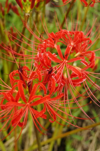 彼岸花・曼珠沙華9