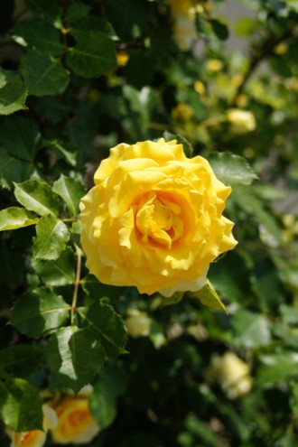 バラの花（万博公園）・黄色3