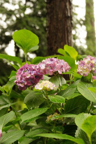 アジサイの花・ピンク6