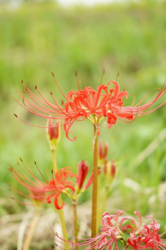 彼岸花・曼珠沙華 背景明るめ3