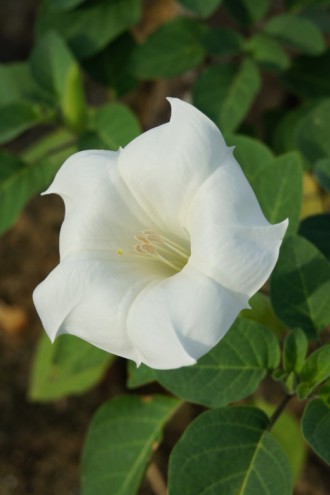 チョウセンアサガオ 花・ややアップ