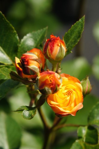 バラの花（万博公園）・赤と黄色5