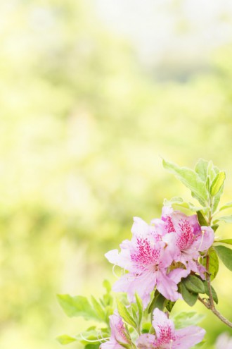 つつじの花・フレーム向き