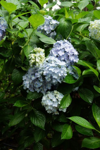 アジサイの花・青・薄紫4