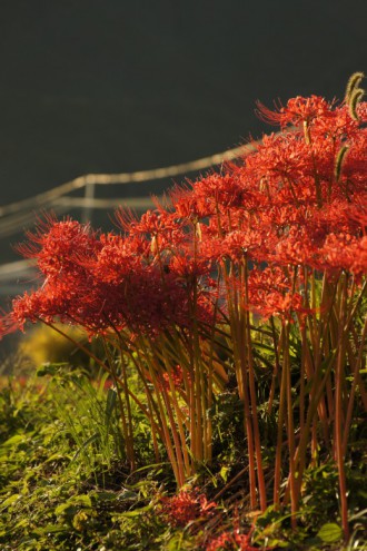 彼岸花・曼珠沙華12