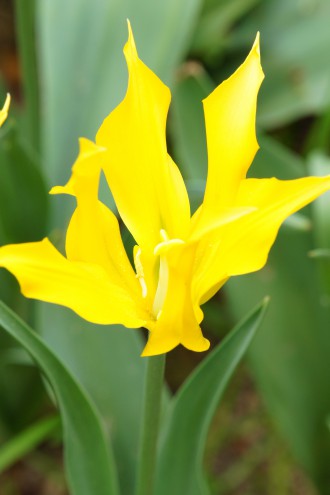 チューリップの花 黄色2