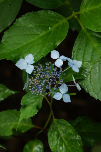 アジサイの花・青・薄紫6