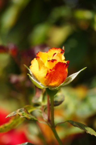 バラの花（万博公園）・赤と黄色1