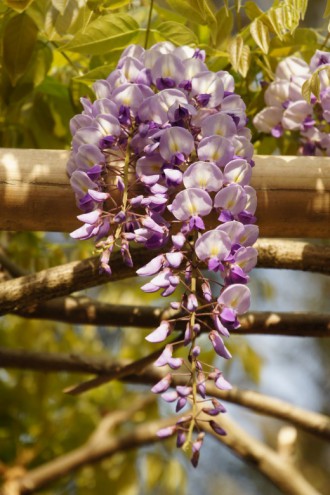 奈良公園付近の藤・花（一房アップ）