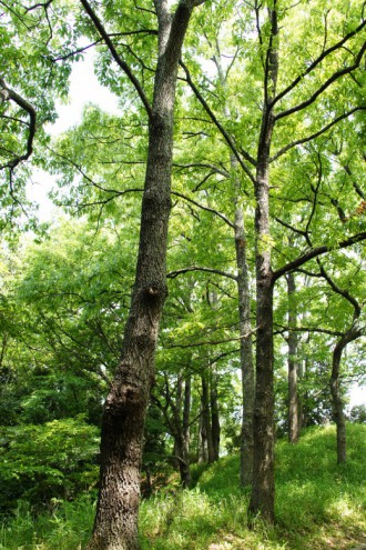 公園・樹木12