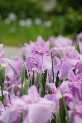 ショウブ 花・薄い紫4