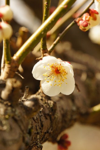 梅の花20