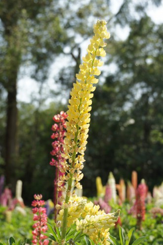 ルピナスの花・黄色2