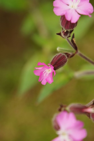 シレネの花・ピンク3