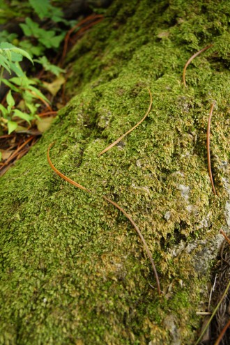 苔の生えた樹皮