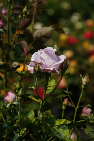 バラの花（万博公園）・薄紫1