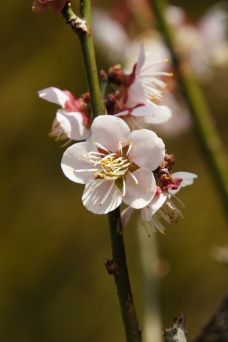 梅の花25