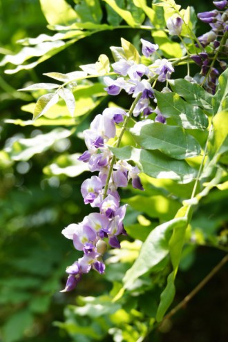 藤の花