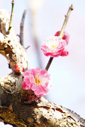 梅の花 ピンク