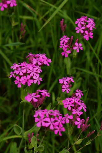 シレネ・コマチソウの花2