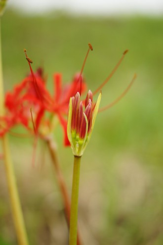 彼岸花・曼珠沙華 つぼみ3