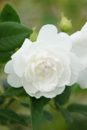 バラの花・白2
