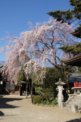 吉野・しだれ桜