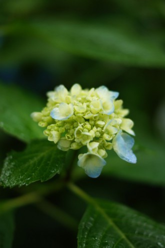 アジサイの花・黄緑6