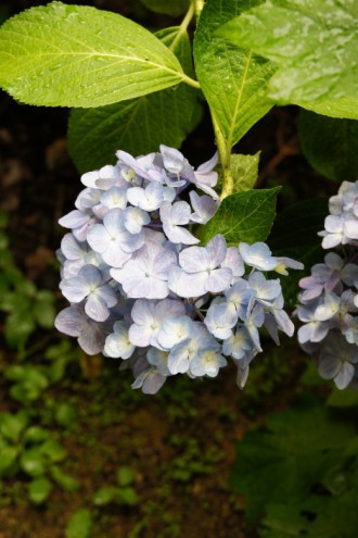 アジサイの花・青・薄紫17