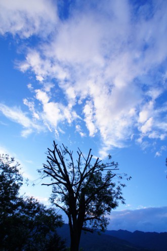 木と広い青空（青強調）