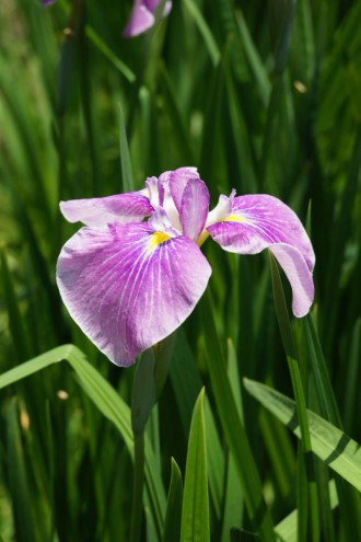 ショウブ 花・薄い紫1