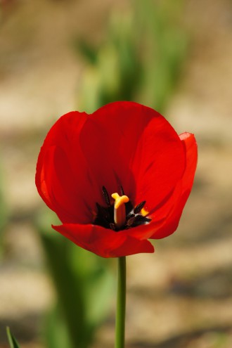 チューリップの花 赤2