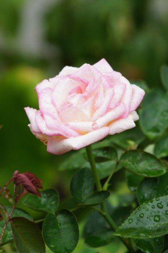 水滴のついたバラ 花・薄いピンク