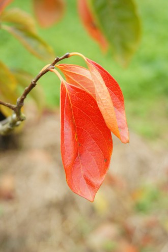 紅葉 柿の葉2