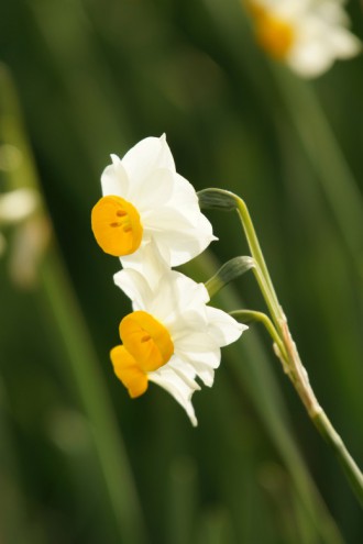 水仙 花 横から