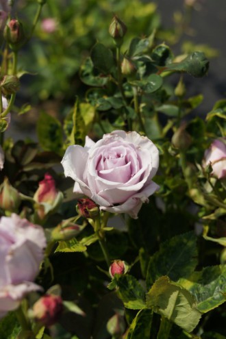 バラの花（万博公園）・薄紫3