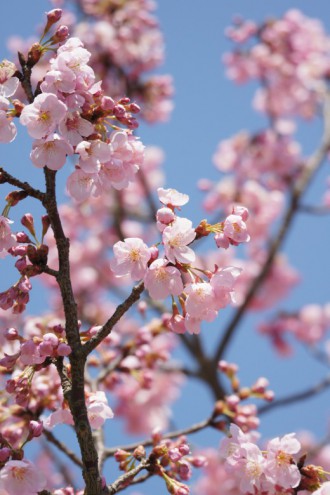 大阪・富田林市の桜