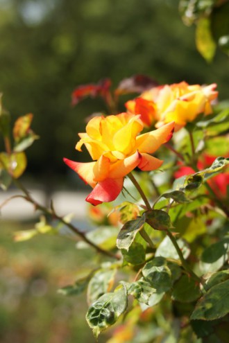 バラの花（万博公園）・赤と黄色10