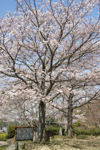 明日香村・石舞台の桜12