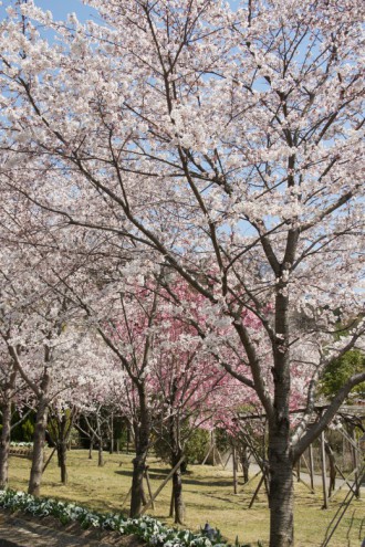 大阪・富田林市の桜