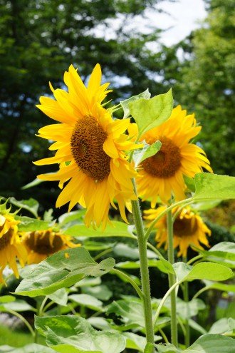 ひまわり 花・黄色 複数3