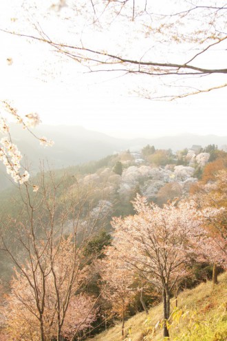 吉野・下千本の桜