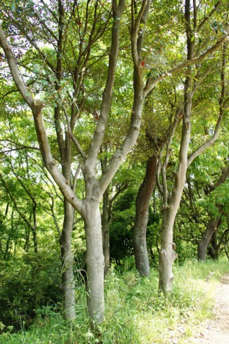 公園・樹木8