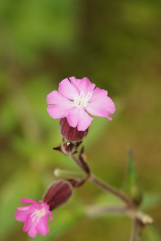 シレネの花・ピンク1