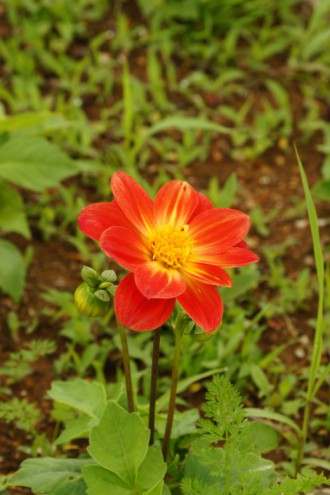 ダリアの花・赤と黄