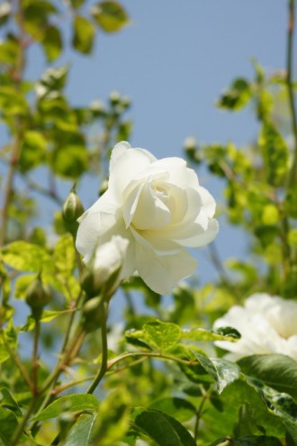 バラの花（万博公園）・白3