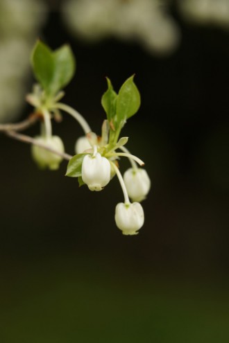 ドウダンツツジの花1